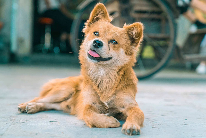 為“國犬”——中華田園犬正名！
