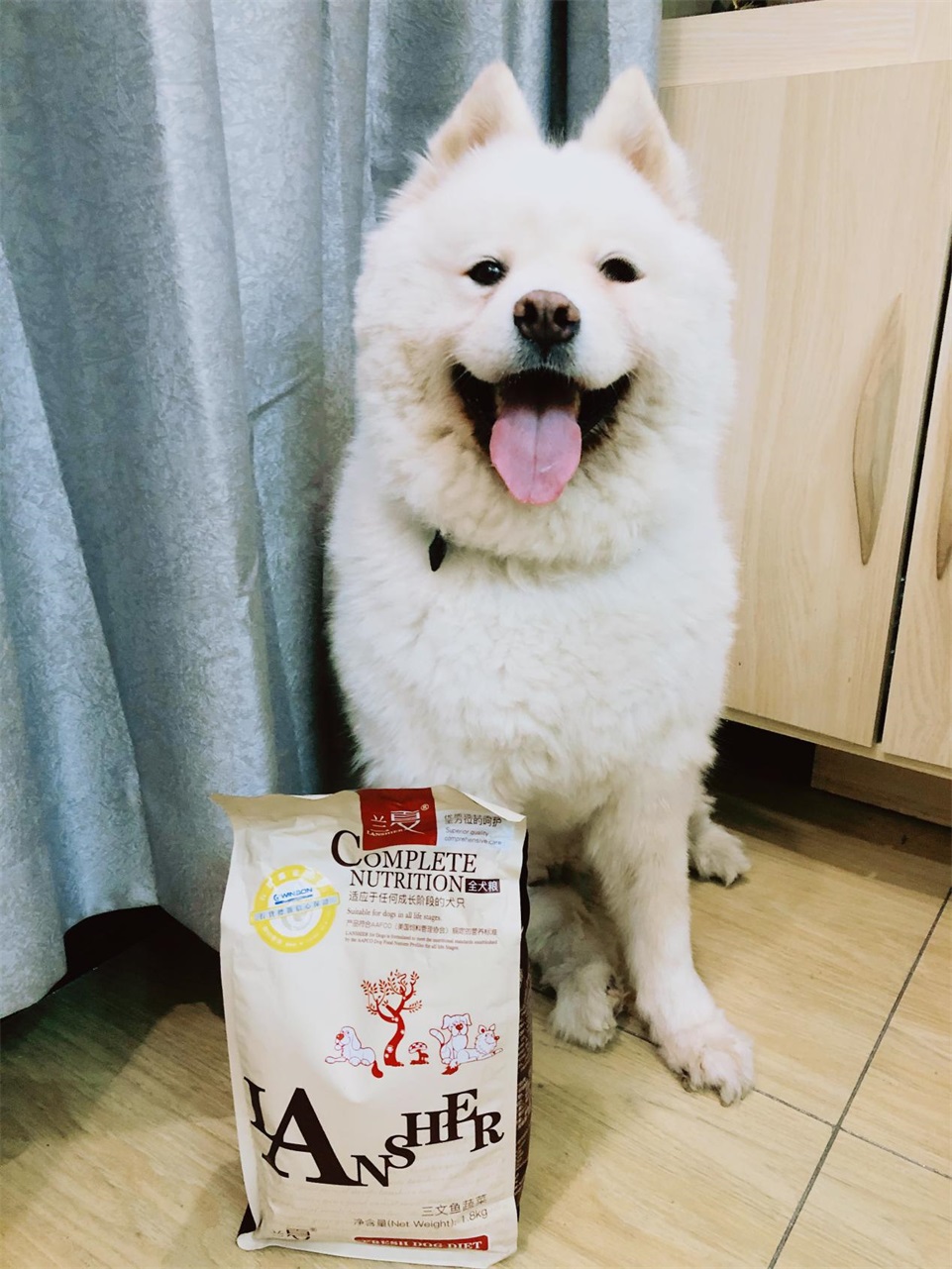 薩摩耶吃什么狗糧，蘭夏三文魚(yú)蔬菜全犬糧比較好